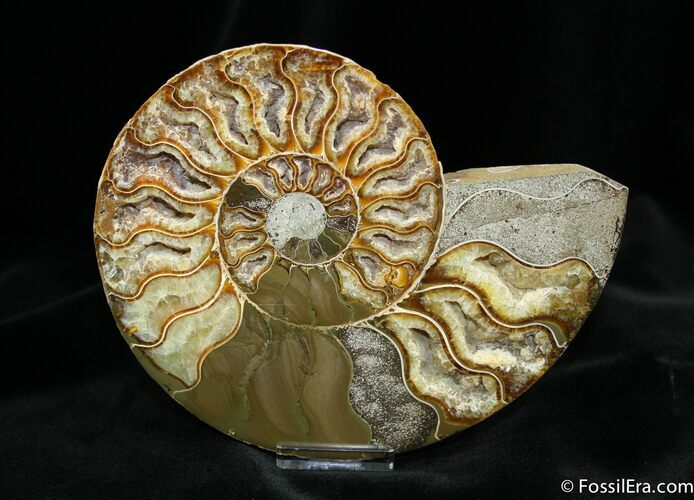 Beautiful Inch Cleoniceras Ammonite (half) #773